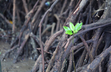 Mangrove trees in mangrove forests at Maros Beach, South Sulawesi, Indonesia.