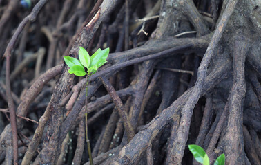 Mangrove trees in mangrove forests at Maros Beach, South Sulawesi, Indonesia.