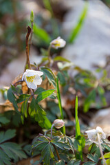 White anemones in the forest