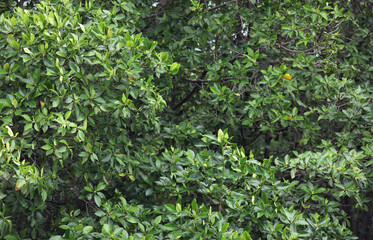 Obraz premium Mangrove trees in mangrove forests at Maros Beach, South Sulawesi, Indonesia.