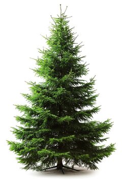 Festive Christmas Fir Tree Isolated on White Background