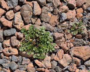 Weeds growing in patio stones