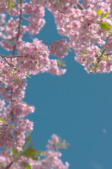 河津桜と青空