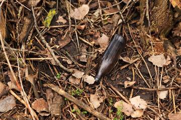 Brown glass bottle on the ground