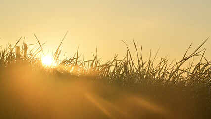 Beautiful morning sun light sunrise over the farming fields and grass meadow landscape. 