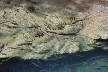 夏の北海道 清流の忠類川に
サクラマス遡上してきます