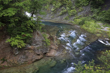 夏の北海道 清流の忠類川に
サクラマス遡上してきます
