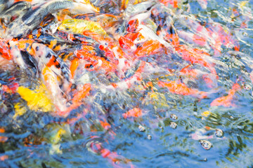 Obraz na płótnie Canvas Several goldfish in the water