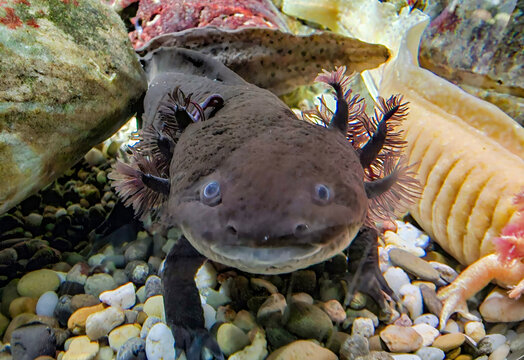 An Axoloti , mexican salamander resting underwater looks like smiling.
