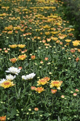 Blooming Chrysanthemum frowers gardent photos