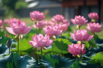 Obraz premium The splendor of nature: the pink lotus reveals its beauty on the mirrored surface of the pond
