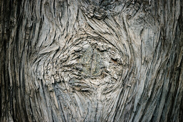 Abstract image of tree detail. Textures and pattern of nature.