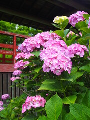 初夏の寺境内に咲くピンクの紫陽花
