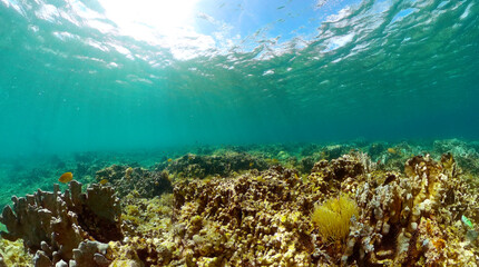 Fototapeta na wymiar Beautiful underwater world with coral reef and tropical fish.
