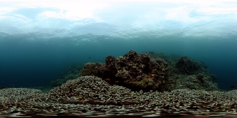 Reef underwater tropical coral garden. Underwater sea fish. Monoscopic image. © MARYGRACE