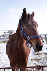 Fototapeta premium brown horse, horse muzzle, winter