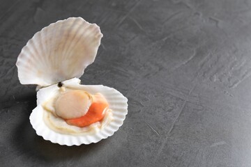 Fresh raw scallop with shell on grey table, closeup. Space for text