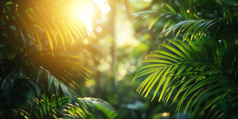 Fototapeta na wymiar Tropical palm leaves background with sunlight streaming through. Copy space image.