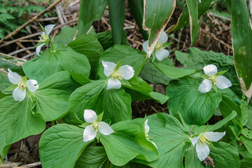 北の春の山野草