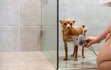 Washing your pet in the shower at home. Toy Terrier dog.