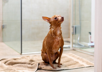 Cute small wet Toy Terrier dog sits on towel in bathroom after shower.