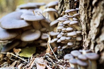 Mushrooms growing in abundance on a tree against a blurred forest background. Autumn in forest....