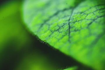  There are many types of leaves in the forest, such as oval, bow-shaped, saw-shaped, round, oval,...