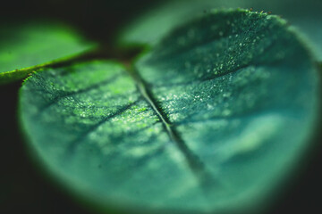  There are many types of leaves in the forest, such as oval, bow-shaped, saw-shaped, round, oval,...