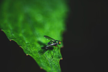 Musca domestica is a terminator in Cyclorrhapha. Believed to have evolved during the Cenozoic era in the Middle East