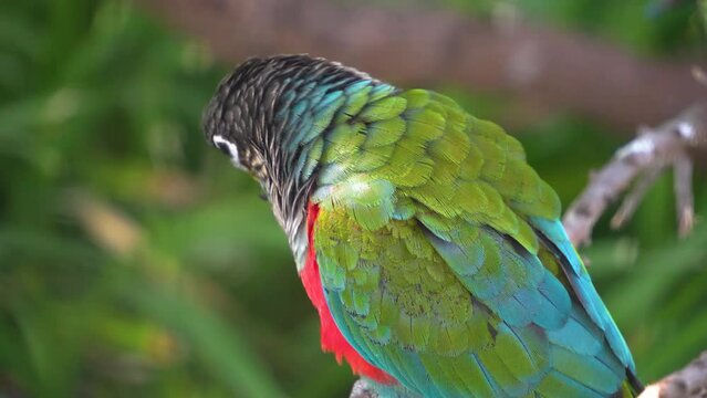 Close up of scarlet belly parrots sitting on a branch and grooming