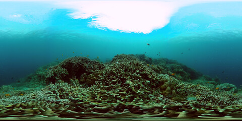 Marine life sea world. Tropical coral reef and fish underwater. 360-Degree view.
