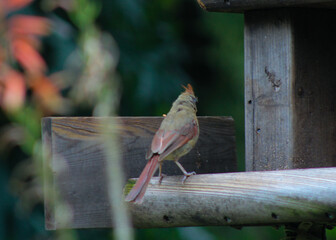 Female Cardinal on the feeder