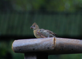 young cardinal and sparrow on a bird feeder 
