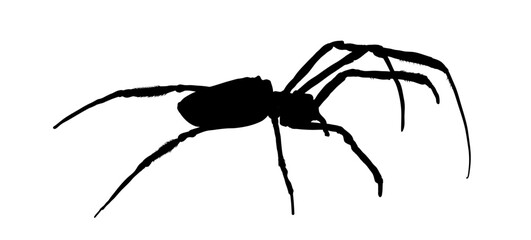 silhouette of spider isolated  - obrazy, fototapety, plakaty