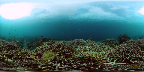 Diving and snorkeling scene. Colorful tropical fish and coral reef. 360-Degree view.