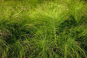 Horsetail (lat. Equisetum arvense) in a meadow, close-up. Common horsetail, top view. Green pusher in a meadow on a summer day. Colonum grows in the meadow.