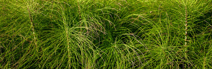 Horsetail (lat. Equisetum arvense) in a meadow, close-up. Common horsetail, top view. Green pusher in a meadow on a summer day. Colonum grows in the meadow. - obrazy, fototapety, plakaty