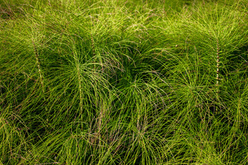 Horsetail (lat. Equisetum arvense) in a meadow, close-up. Common horsetail, top view. Green pusher in a meadow on a summer day. Colonum grows in the meadow. - obrazy, fototapety, plakaty