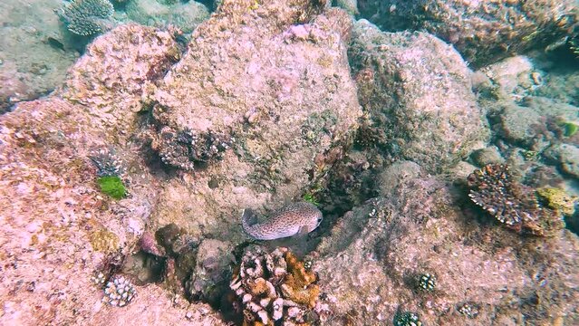 Puffer fish Arothron hispidus in coral reefs of warm waters of exotic islands.