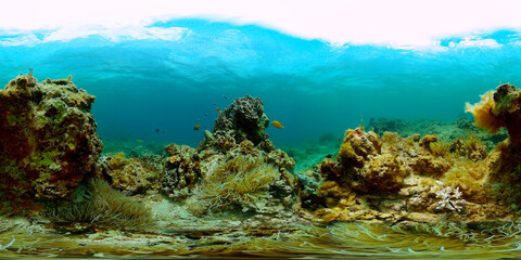 Fish and coral reefs under the sea. Coral underwater landscape. Monoscopic image.