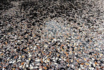 연못에 떨어진 수많은 벚꽃잎-Numerous Cherry Blossom Petals Fallen on a Pond, South Korea