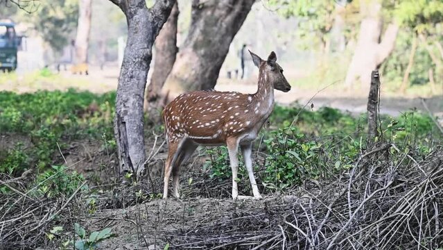 Lone spotted deer in close proximity in Corbett national park