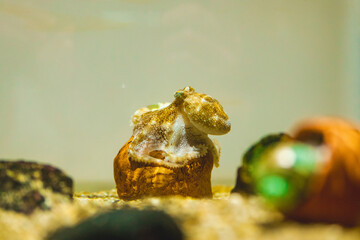 水槽の中の小さいタコ