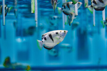 水槽の中の淡水魚