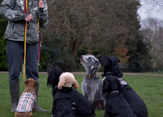 A group of well behaved dogs are sitting together focusing on their dog handler waiting for a food...