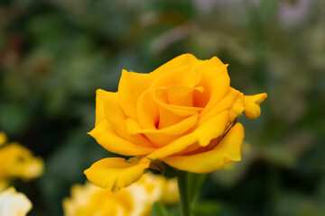 Close-up view of beautiful yellow rose flower blooming on flowerbed in park or in ornamental garden in a sunny summer day. Soft focus. Romantic plants theme.