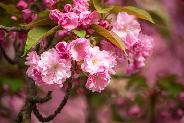 Sakura flowers blooming, spring seasonal Easter background