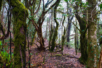 Enchanted Laurels: Capturing the Beauty of Anaga's Laurisilva Forest