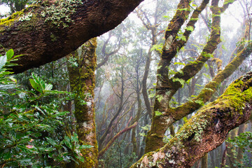 Enchanted Laurels: Capturing the Beauty of Anaga's Laurisilva Forest