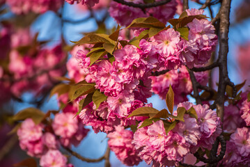 Sakura flowers blooming, spring seasonal Easter background